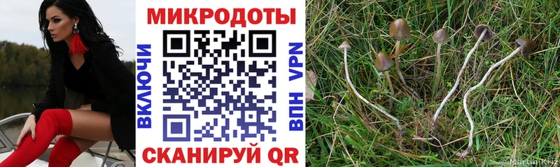 где продают   Чапаевск  Галлюциногенные грибы Psilocybe 